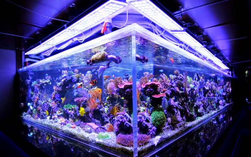 Как правильно подсветить аквариум?